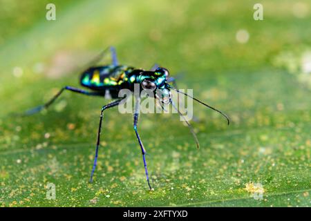 Unbestimmter Tigerkäfer (Cicindelidae sp.) Auf einem Blatt entlang des Kinabatangan Waldrands, Borneo. Stockfoto