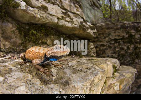 Eidechse (Sceloporus undulatus), erwachsener Mann mit schillerndem Hals, Süd-Illinois, USA. April. Stockfoto