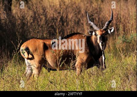 Rieseneland (Taurotragus derbianus) mit Rotschnabeloxspecht (Buphagus erythrorhynchus), Fathala-Wildreservat in Senegal, Westafrika. Stockfoto