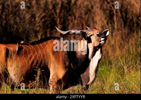 Rieseneland (Taurotragus derbianus) mit Rotschnabeloxspecht (Buphagus erythrorhynchus), Fathala Wildreservat im Senegal, Westafrika. Stockfoto