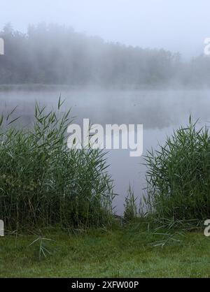 Seegras auf dem Gedern See Stockfoto