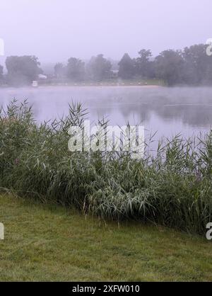 Seegras auf dem Gedern See Stockfoto