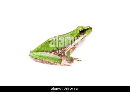 Östlicher Zwergfrosch (Litoria fallax) Queensland, Australien. Projekt Meetyourneighbours.net. Stockfoto