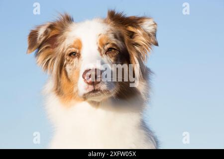 Porträt des Australian Shepherd, Connecticut, USA. Stockfoto