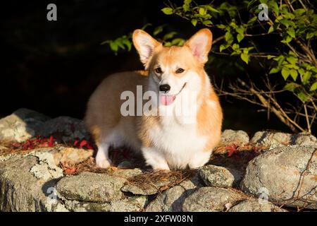 Corgi im Herbst auf einer Steinmauer, Topsmead State Forest, Connecticut, USA. Stockfoto