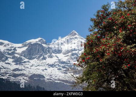 Rhododendron (Rhododendron thomsonii) blüht vor schneebedeckten Bergen in Sikkim, Indien. Stockfoto