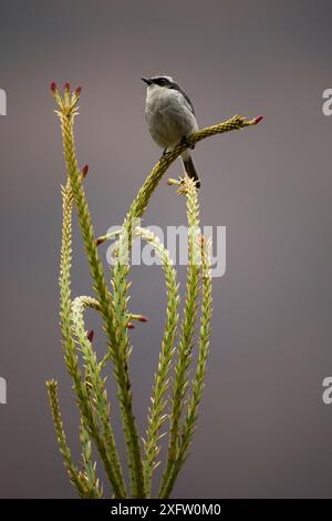 Grauer Buschchat (Saxicola ferreus) auf Pflanze, Arunachal Pradesh, Indien. Stockfoto