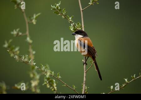 Lanius schach hockt auf einem Ast, Indien. Stockfoto