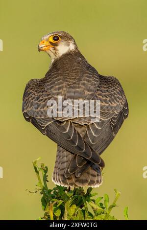 Amurfalke (Falco amurensis) auf einem Baum, Rückansicht, Kerala, Indien. Stockfoto