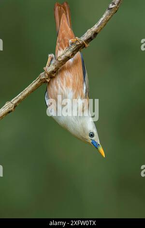 Blyths Starling (Sturnia malabarica blythii) thronte auf Ast, Kerala, Indien. Stockfoto