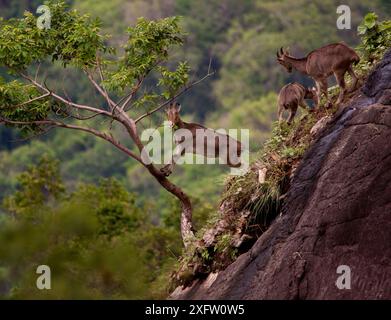 Nilgiri tahr (Nilgiritragus hylocrius) ernährt sich auf einem felsigen Hügel, Valparai, Tamil Nadu, Indien. Stockfoto