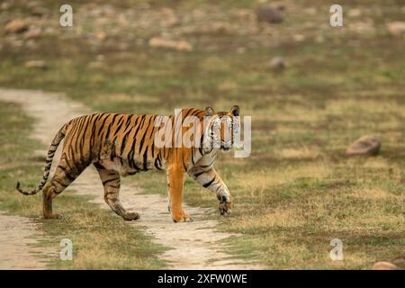 Tigerüberquerung (Panthera tigris), Jim Corbett National Park, Uttarakhand, Indien. Stockfoto