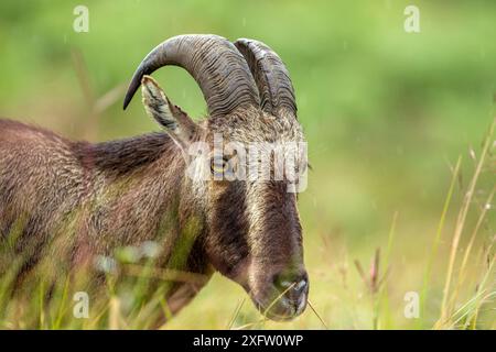 Nahaufnahme von Nilgiri tahr (Nilgiritragus hylocrius) Indien. Stockfoto