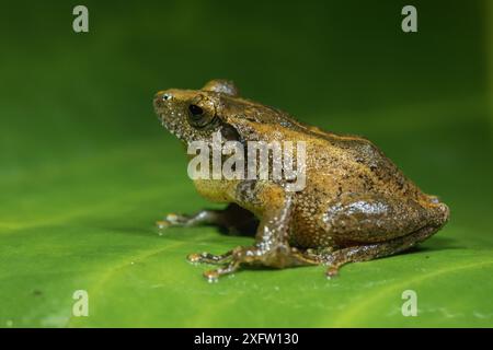 Himalaya-Baumfrosch (Polypedates maculatus), sitzend auf Blatt, Profil, Valparai, Tamil Nadu, Indien. Stockfoto