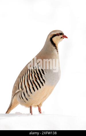 Chukar Rebhühner (Alectoris chukar) im Schnee, Ladakh, Jammu und Kaschmir, Indien. Stockfoto