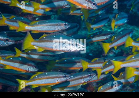 Zweifleckiger Schnapper (Lutjanus biguttus). Malaysia. Stockfoto