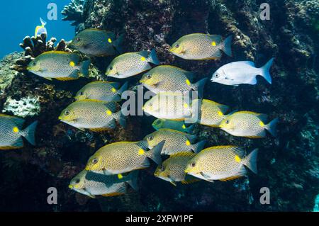 Goldener Kaninchenfisch (Siganus guttatus). Andamanensee, Thailand. Stockfoto