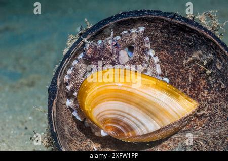 Adern oder Kokosnuss-Oktopus (Amphioctopus marginatus), wobei eine halbe Kokosnussschale und eine halbe Zweiklappe als Unterschlupf verwendet werden. Ambon, Indonesien. Stockfoto