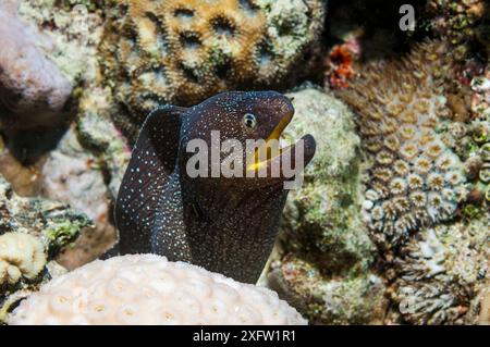 Yellowmouth Mora yreel (Gymnothorax nudivomer). Ägypten, Rotes Meer. Stockfoto