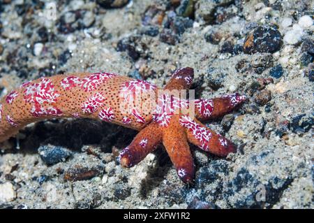 Ein "Komet" , ein regenerierender Luzonicus-Seestern (Echinaster luzonicus) mit Comb-Gelees (Coeloplana astericola). Ambon, Indonesien. Stockfoto