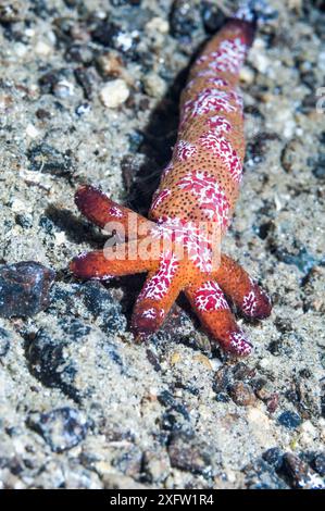 Ein "Komet" , ein regenerierender Luzonicus-Seestern (Echinaster luzonicus) mit Comb-Gelees (Coeloplana astericola). Ambon, Indonesien. Stockfoto