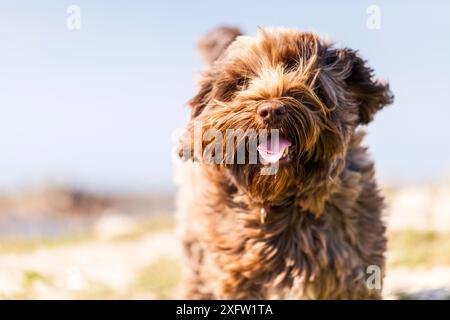 Haushund, Mischrasse (Tibetischer Terrier / Cocker Spaniel) am Meer in der Bretagne, Frankreich. Stockfoto