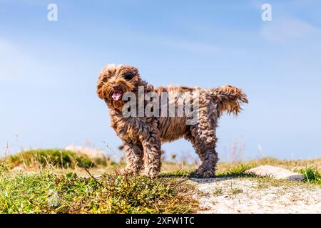 Haushund, Mischrasse (Tibetischer Terrier / Cocker Spaniel) am Meer in der Bretagne, Frankreich. Stockfoto