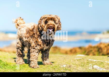 Einheimische Mischrasse (Tibetischer Terrier / Cocker Spaniel) am Meer in der Bretagne, Frankreich. Stockfoto