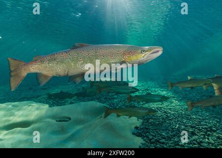 Atlantischer Lachs (Salmo salar) wandert im Oktober zum Laichen in den Fluss, Gaspe Peninsula, Quebec, Kanada. Stockfoto