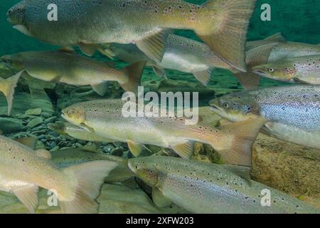 Atlantischer Lachs (Salmo salar) im Fluss, Halbinsel Gaspe, Quebec, Kanada, Oktober. Stockfoto