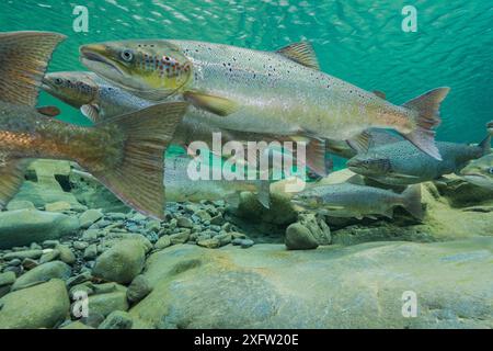 Atlantischer Lachs (Salmo salar) wandert im Oktober zum Laichen in den Fluss, Gaspe Peninsula, Quebec, Kanada. Stockfoto