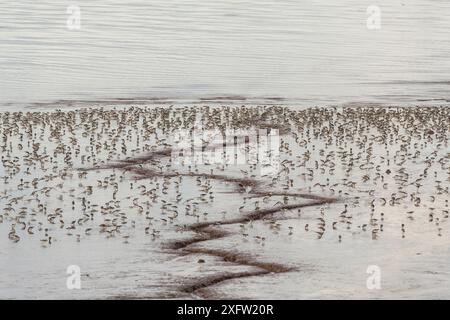 Halbpalmierte Sandpiper (Calidris pusilla), die Wattfütterung, Johnson's Mills, Bay of Fundy, New Brunswick, Kanada, Juli. Stockfoto