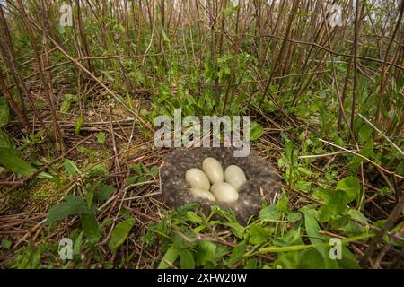 Eiderenten (Somateria mollissima) Nest mit fünf Eiern, Nova Scotia, Kanada, Mai. Stockfoto