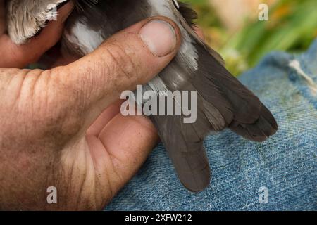 Leach's Sturm Petrel (Oceanodroma leucorhoa), gespaltener Schwanz, dargestellt von einem Forscher, Machias Seal Island, Bay of Fundy, New Brunswick, Kanada, Juli. Stockfoto