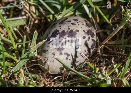 Seeschwalbe (Sterna arctica) Ei im Nest, Machias Seal Island, Bay of Fundy, New Brunswick, Kanada, Mai. Stockfoto