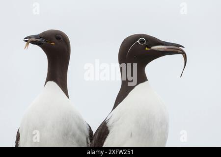 Zwei gewöhnliche Guillemots / Murres (Uria aalge) mit Fischbeute, die rechte eine gezürnte guillemot Morph mit einem weißen Ring um das Auge, Machias Seal Island, Bay of Fundy, New Brunswick, Kanada, Juli. Stockfoto