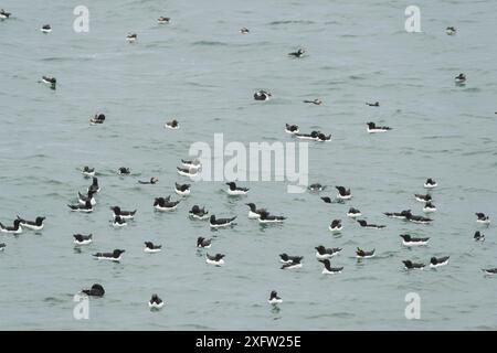 Razorvögel-Kolonie (ALCA torda) mit einigen Atlantischen Papageientauchern (Fratercula arctica) in der Nähe von Machias Seal Island, Bay of Fundy, New Brunswick, Kanada, Mai. Stockfoto