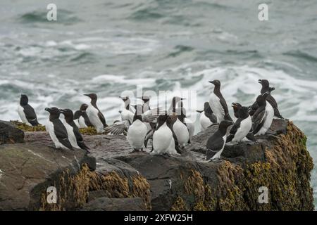 Razorbill (ALCA torda) und gemeine Guillemots / Murres (Uria aalge) auf dem Küstenfelsen, Machias Seal Island, Bay of Fundy, New Brunswick, Kanada, Mai. Stockfoto