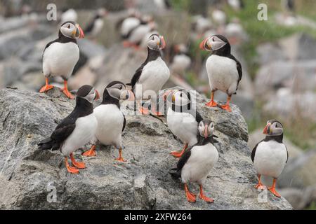 Acht Atlantische Papageientaucher (Fratercula arctica) auf Felsen im Regen, Machias Seal Island, Bay of Fundy, New Brunswick, Kanada, Mai. Stockfoto