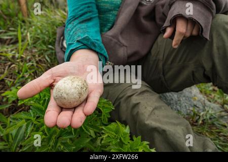 Papageientaucher (Fratercula arctica) Ei in der Hand eines Forschers, Machias Seal Island, Bay of Fundy, New Brunswick, Kanada, Mai. Stockfoto
