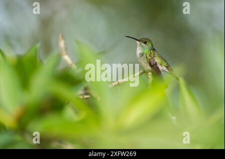 Mangrovenkolibris (Amazilia boucardi) Weibchen auf Zweig, Nicoya Halbinsel, Costa Rica, vom Aussterben bedrohte Arten. Stockfoto