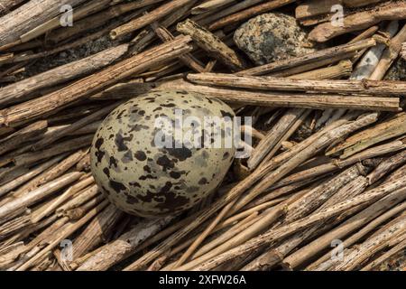 Seeschwalbe (Sterna paradisaea) Ei im Nest, Machias Seal Island, Bay of Fundy, New Brunswick, Kanada, Mai. Stockfoto