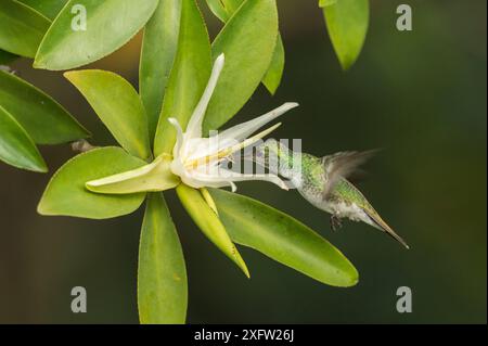 Mangroven Kolibri (Amazilia boucardi) Weibchen im Flug Fütterung von Tee Mangroven (Pelliciera rhizophorae) Blume, Nicoya Halbinsel, Costa Rica, vom Aussterben bedrohte Arten. Stockfoto