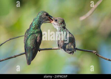 Mangrovenkolibris (Amazilia boucardi) weibliche Futterküken, Pazifikküste Mangrovengebiet, Costa Rica, vom Aussterben bedrohte Arten. Stockfoto