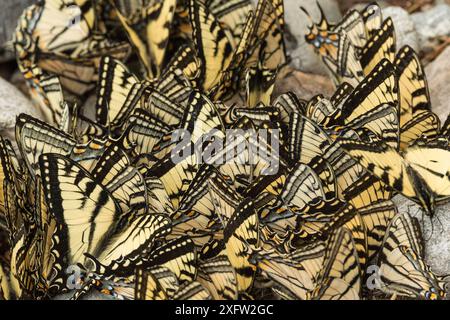 Östliche Tigerschwalbenschwanzfalter (Papilio glaucus) Puddling, New Brunswick, Kanada, Juni. Stockfoto