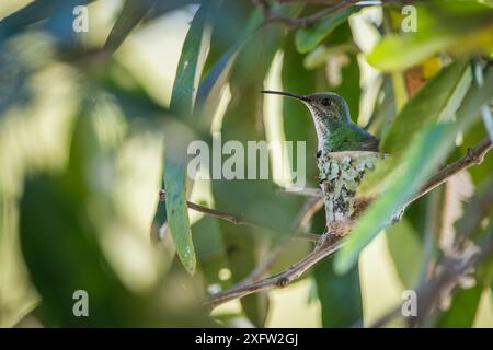 Mangrovenkolibris (Amazilia boucardi) Weibchen auf Nest, Pazifikküste Mangrovengebiet, Costa Rica, vom Aussterben bedrohte Arten. Stockfoto