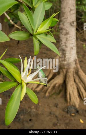 Mangroven Kolibri (Amazilia boucardi) Weibchen Fütterung von Tee Mangroven (Pelliciera rhizophorae) Blume, Pazifikküste Mangroven, Nicoya Halbinsel, Costa Rica, vom Aussterben bedrohte Arten. Stockfoto