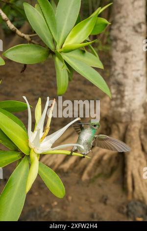 Mangroven Kolibri (Amazilia boucardi) weibliche Landung auf Tee Mangroven (Pelliciera rhizophorae) Blüte zu füttern, Pazifikküste Mangroven, Nicoya Halbinsel, Costa Rica, vom Aussterben bedrohte Arten. Stockfoto