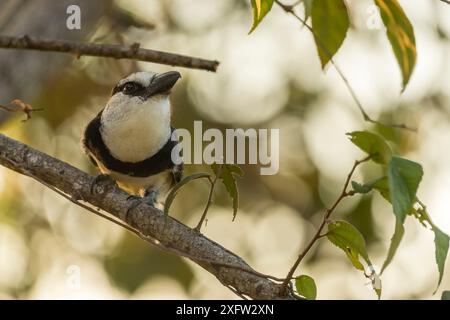 Weißhalstauffauchvogel (Notharchus hyperrhynchus) auf dem Ast, Nicoya-Halbinsel, Costa Rica. Januar. Stockfoto