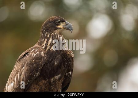 Weißkopfseeadler (Haliaeetus leucocephalus) unreif, Porträt, Digby Neck, Nova Scotia, Kanada, September. Stockfoto
